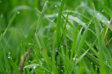 green grass with water drops