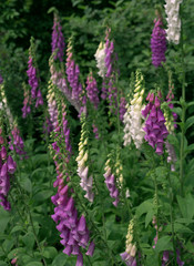 Foxglove Garden