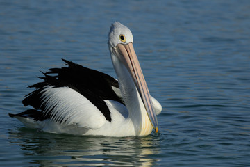 Australian Pelican