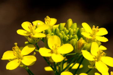 Obraz na płótnie Canvas Close-up of mustard flowers.