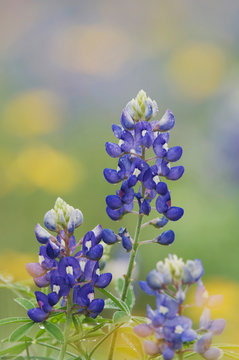 Wildflower field with Texas Bluebonnet (Lupinus texensis), Comal County, Hill Country, Texas, USA, March