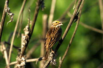 A male savannah sparrow on a reed in a marsh.