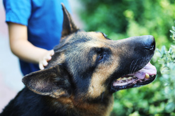 A child playing with big dog a shepherd and stroking, blurred background.