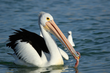 Fototapeta na wymiar Australian Pelican