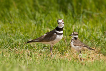 Mother killdeer bird and her chick. 