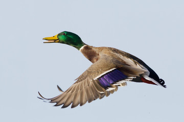 Mallard Drake Calling in Flight