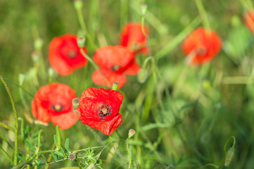 Red poppies