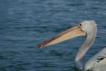 Australian Pelican