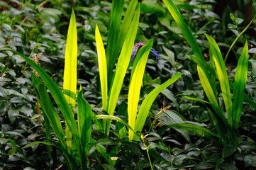 Obraz premium Backlit leaves in garden.