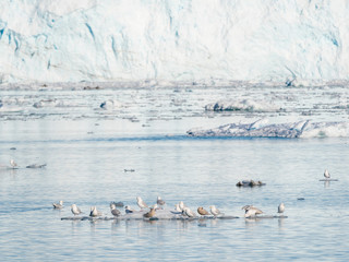 Glacier Eqip (Eqip Sermia) in western Greenland, Denmark