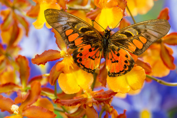 Butterfly Graphium rydleyanus