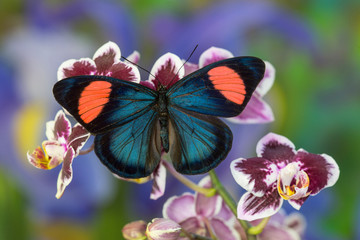 Painted Beauty Butterfly from the Amazon Region, Batesia hypochlora