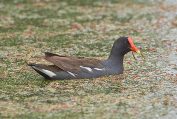 Louisiana, near Vacharie, Common Gallinule (Gallinula chloropus)