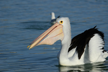 Australian Pelican