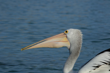 Australian Pelican