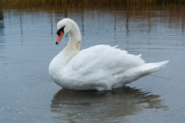 Obraz premium White swan