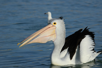 Australian Pelican