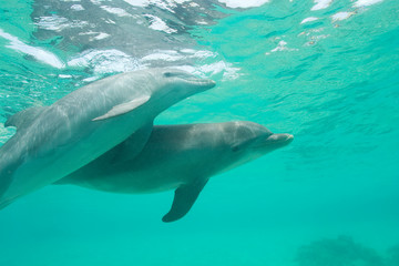 Bottlenose Dolphins (Tursiops truncatus) Caribbean Sea near Roatan, Honduras 