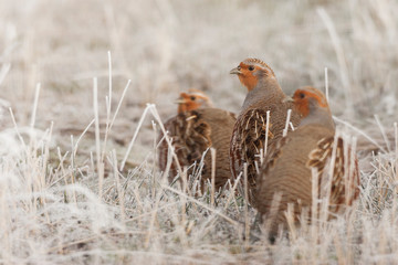 Gray partridge covey