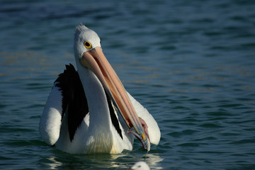 Australian Pelican