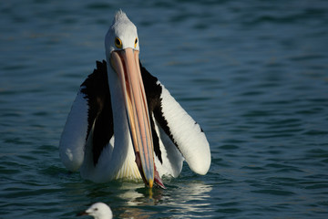 Australian Pelican