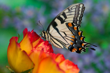 Eastern Tiger Swallowtail Papilio glaucus