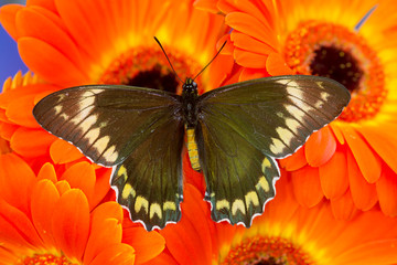 Madyes Swallowtail Butterfly, Battus madyes buechi wings open