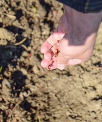 Sowing of maize out of hand