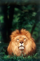 Naklejka na ściany i meble Adult male Lion, (Panthera Leo)