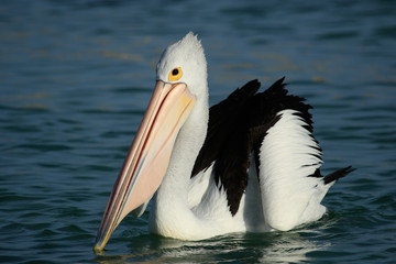 Australian Pelican