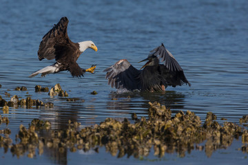 Bald eagle attacking great blue heron