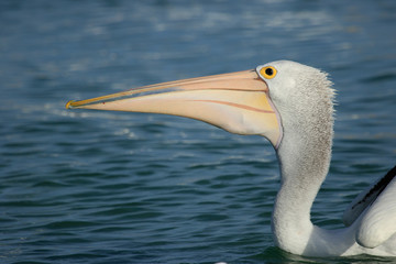 Australian Pelican
