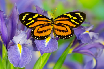 The Tropical Milkweed Butterfly, of Central and Lycorea halia