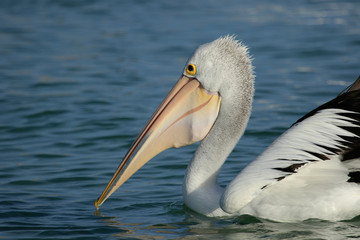 Australian Pelican
