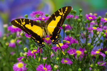 The Orange Kite Swallowtail Butterfly, Eurytides thyastes