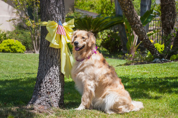 Golden Retriever waiting