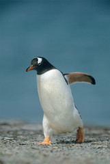Gentoo Penguin, (Pygoscelis papua), walking, Falkland Islands, S. Atlantic.