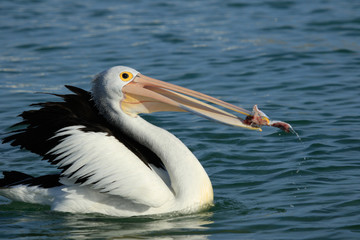Australian Pelican