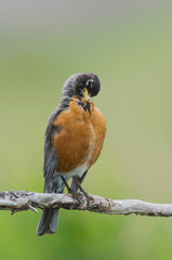 American Robin, Turdus migratorius,male preening,Rocky Mountain National Park, Colorado, USA, June