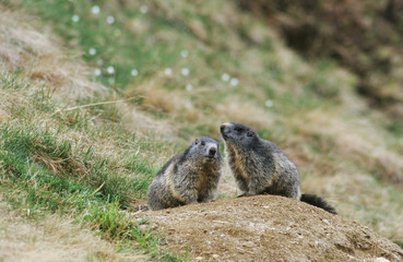 Naklejka na ściany i meble Alpine Marmot, Marmota marmota, adults at burrow, Ritom, Switzerland, June