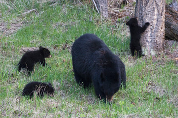 Black bear sow with three cubs