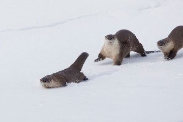 River otters traveling along the rivers edge