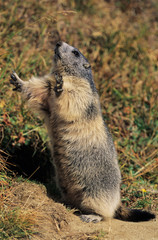 Alpine Marmot, Marmota marmota, adult standing up calling, Saas Fee, Switzerland, September
