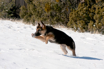 German Shepherd puppy