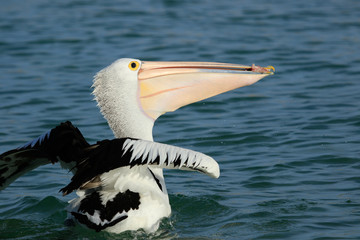 Australian Pelican