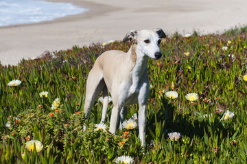 Whippet standing in Ice plant