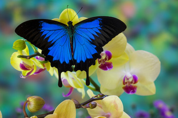 Mountain Blue Swallowtail of Australia, Papilio ulysses