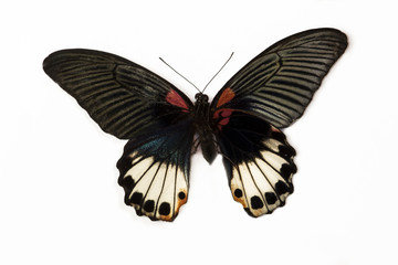 Fototapeta na wymiar Great Mormon Swallowtail Butterfly, Papilio Memnon female comparing top (right) wings and bottom (left) wings.