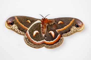 Cecropia Silk Moth, Red Robin, Hyalophora cecropia female comparing upper and underside wings