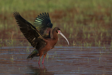 White-faced ibis